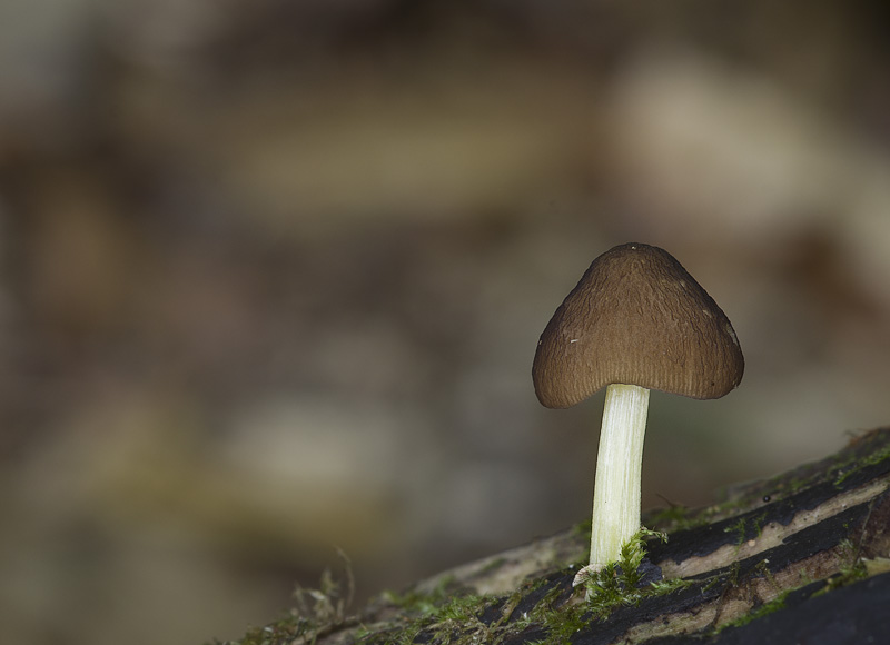 Pluteus romellii